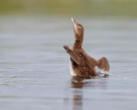 Common Loon Chick Shaking Its Wings Dry Stock Photos