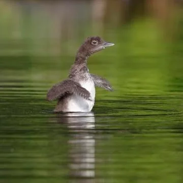 Common Loon Chick Shaking Its Wings Dry Stock Photos