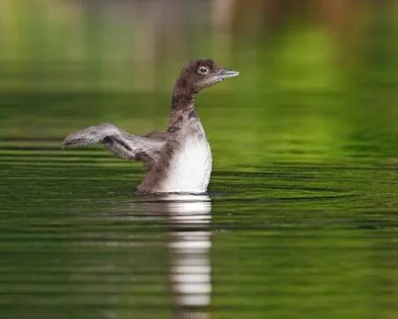 Common Loon Chick Shaking Its Wings Dry Stock Photos