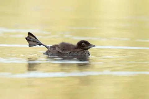 Common Loon Chick Stretching Its Leg Stock Photos