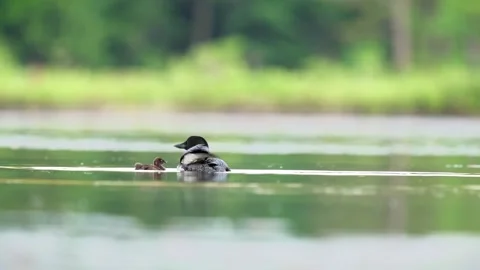 Common Loon chick trying to get on its parents back and chick stretching Stock Footage 313336390