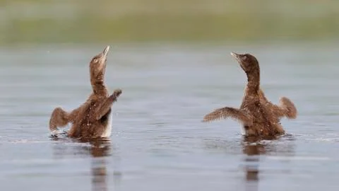 Common Loon Chicks Shaking Their Wings Dry Stock Photos