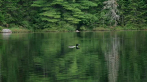 Common Loon Diving to Catch Fish in a Lake in Ontario, 4K Stock Footage 257682756