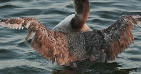 Common Loon During Winter on the Florida Gulf Coast 스톡 동영상 168844259