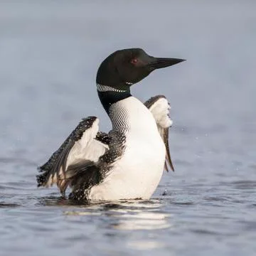 A Common Loon flapping its wings to dry them after preening in a Canadian lak Foto stock