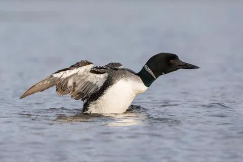A Common Loon flapping its wings to dry them after preening in a Canadian lak Foto stock