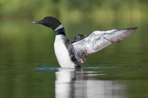 A Common Loon flapping its wings to dry them after preening in a Canadian lak Stock Photos