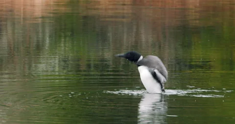 Common Loon Stock Footage 186193516