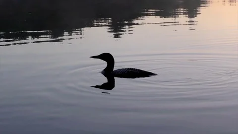 Common Loon (Gavia immer) calling, early morning on pond. E NA Stock Footage 78823405