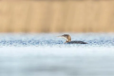 Common loon Gavia immer Stock Photos