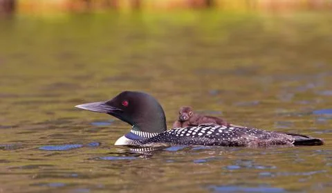 Common Loon (Gavia immer) swimming with chick on her back Stock Photos
