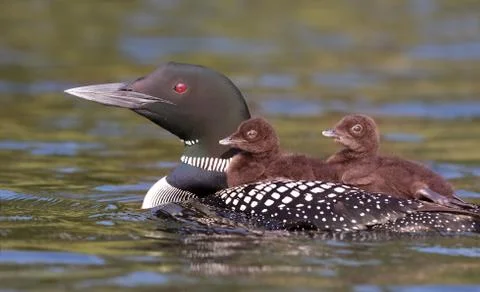 Common Loon (Gavia immer) swimming with chicks on her back Stock Photos