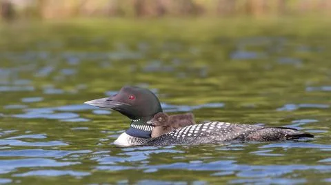 Common Loon (Gavia immer) swimming with chick on her back Stock Photos
