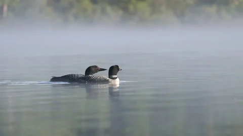 A Common Loon in Maine Video Stock Footage