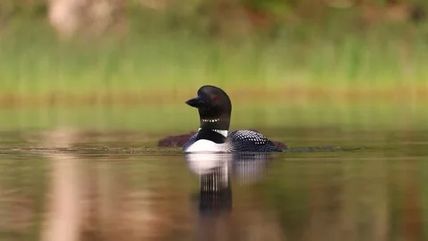 A Common Loon in Maine Video Stock Footage 248937060