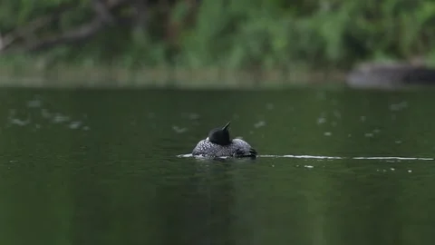 A Common Loon in Maine Video Stock Footage 339802809
