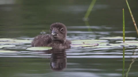 A Common Loon in Maine Video Stock Footage 339802967