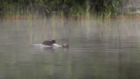 A Common Loon in Maine Video Stock Footage 339802970