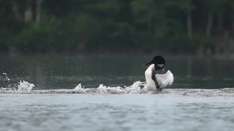 A Common Loon in Maine Video Stock Footage 339803247