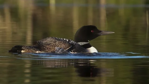 A Common Loon in Maine Video Stock Footage 339803342