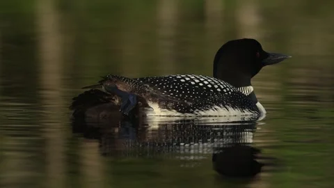 A Common Loon in Maine Video Stock Footage 339803435