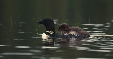 A Common Loon in Maine Video Stock Footage 339803771