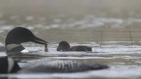 A Common Loon in Maine Video Stock Footage 340294633