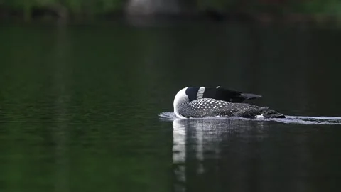 A Common Loon in Maine Video Stock Footage 340294638