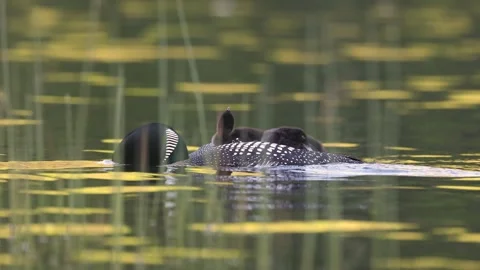 A Common Loon in Maine Video Stock Footage 340294642