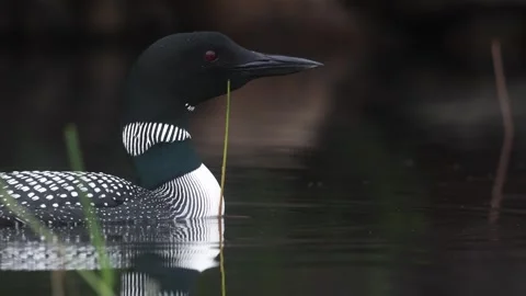 A Common Loon in Maine Video Stock Footage 340294645