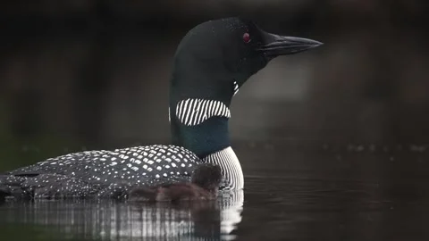 A Common Loon in Maine Video Stock Footage 340294655