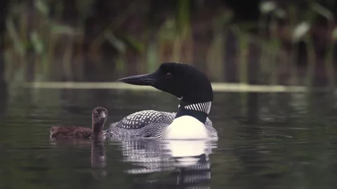 A Common Loon in Maine Video Stock Footage 340294657