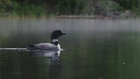 A Common Loon in Maine Video Stock Footage 340294662