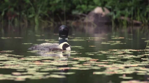 A Common Loon in Maine Video Stock Footage 340294664