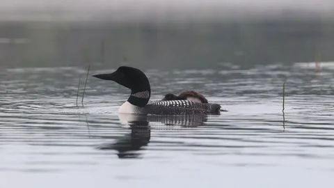 A Common Loon in Maine Video Stock Footage 340294667