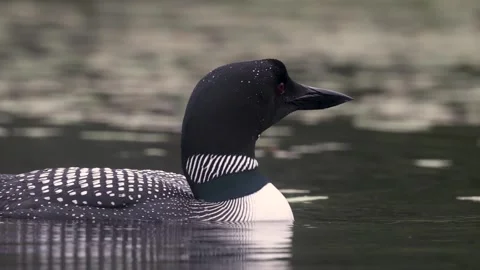 A Common Loon in Maine Video Stock Footage 341905080