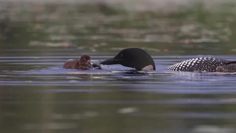 A Common Loon in Maine Video Stock Footage 341905121