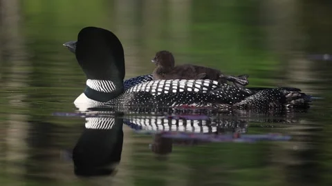 A Common Loon in Maine Video Stock Footage 341905129