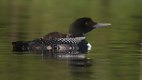 A Common Loon in Maine Video Stock Footage 341906028