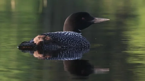 A Common Loon in Maine Video Stock Footage 341906035