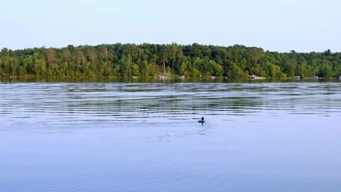 Common loon, Minnesota state bird swimming and diving into the water. Vidéo 162360366