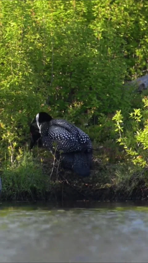 A common loon nesting near the edge of a peaceful forest lake Vídeo Stock 344838859