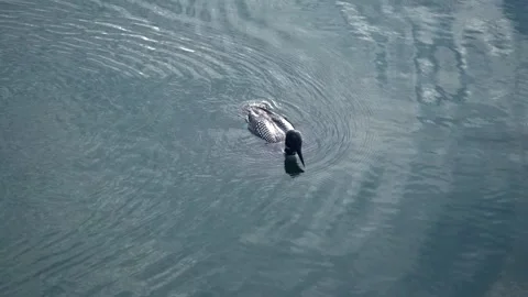 Common Loon in New Hampshire diving underwater Stock Footage 204923613