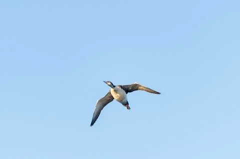Common Loon overflight Stock Photos