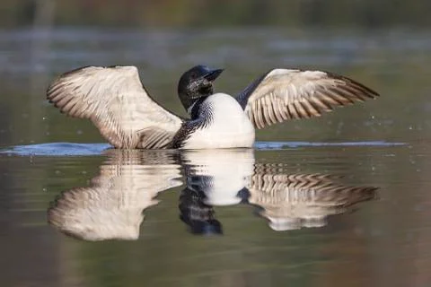 Common Loon in partial molt flapping its wings after preening in late summer  Stock Photos
