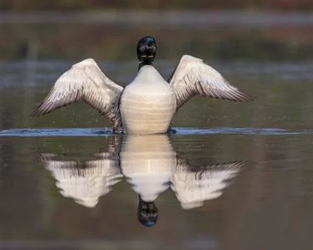 Common Loon in partial molt flapping its wings after preening in late summer  Stock Photos