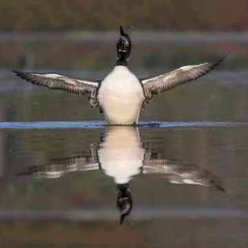 Common Loon in partial molt flapping its wings after preening in late summer  Stock Photos