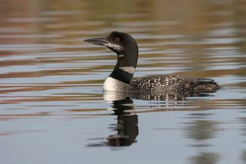Common Loon in partial molt in late summer - Ontario, Canada Stock Photos