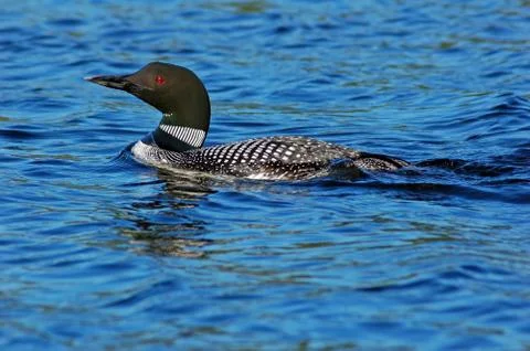 Common loon Stock Photos