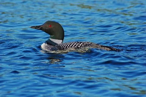 Common loon Stock Photos